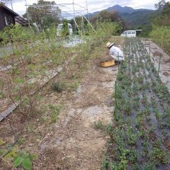 ブラックマロウ畑の除草が終わるとローズ畑の除草した草の片付け作業