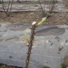ローズの新芽はもうすぐ葉を広げそうです