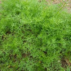 比較的温かな日が続き雨も多いので大きく育っています