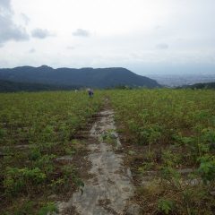 小雨が降ったり止んだりを繰り返しているローズ畑