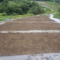 傾斜畑も雨で土が流されたりしていませんでした