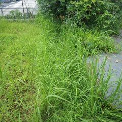 雨続きで作業が出来ず事務局の周りは草だらけになってしまいました