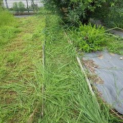 雨の合間に取り急ぎ草刈り作業開始