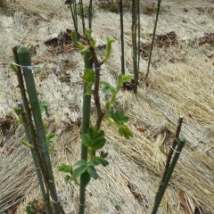 沢山の新芽が葉を広げています