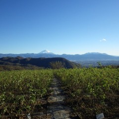 強い北風で雲が飛ばされ冬晴れとなりました