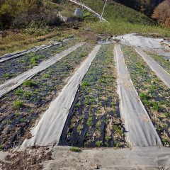 ハウスで育てた苗を定植したマルチ