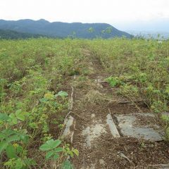 除草して綺麗になったローズ畑