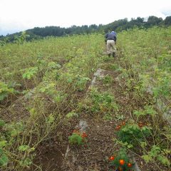 雨交じりの中、ローズ畑の除草作業は続けられています