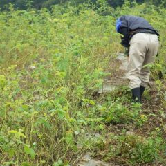 炎天下の除草も大変ですが雨の中での除草も大変です