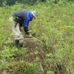 除草の手を休めると草に負けてしまうので仕方ありません