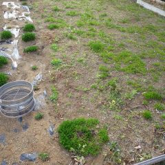 お昼過ぎには雨が止んで来たので事務局前のカモマイル・ローマンの除草作業