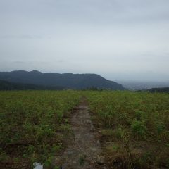 とは言うものの、昼過ぎに雨が本降りになってしまい本日の作業は終了となりました