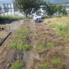 暑さ寒さも彼岸までというものの今日も真夏日の暑さの中で除草作業をしています