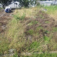 カモマイル・ローマン畑では除草作業が行われています