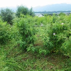 何とかローズを救出すると空からポツポツと大粒の雨が落ちて来ました