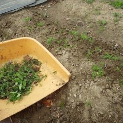 除草してカモマイルの成長を促します