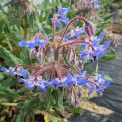 瑠璃色の花を咲かせることから和名はルリジシャ