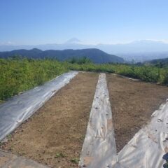 今日も真夏日になり遠くには富士山が見えます