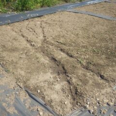 やはり雨の量が多かったので表土が少し流されていました