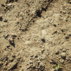 種を蒔いた表土が流されて硬い地盤がむき出しになってしまいました