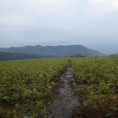 しかしながら午後3時過ぎになって雨が降りだしてしまいました