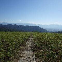 雲が多くて見えづらいですが農場には雪化粧した富士山が現れました