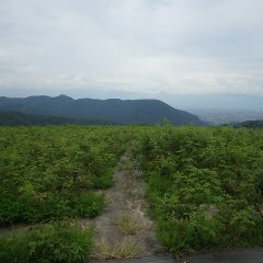 雨模様のローズ畑