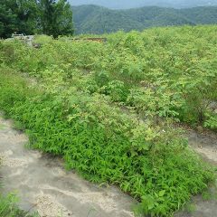 雨が降らない日が無いくらいの天候で除草作業も出来ません