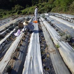 北海道から届いた苗を植え込んで行きます