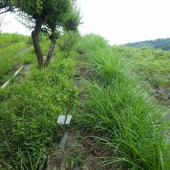 雨が上がっている間に草刈り作業をするのが精一杯