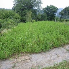 通路が何処か分からなくなってしまったスペアミント畑の通路を大急ぎで草刈りしました