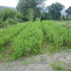 何とか通路の草刈りが終わると雨は本降りになっていました