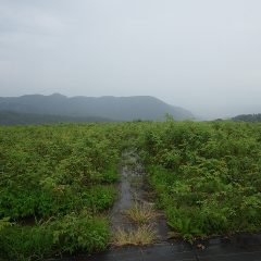 またしても今日も雨降り