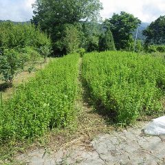 絶好の収穫日和になったスペアミント