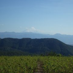 夕方には雲が切れて雪化粧した富士山がハッキリと見えました