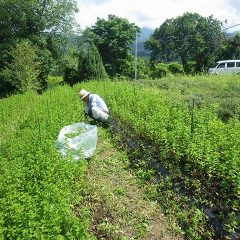 収穫を始めると辺り一面に甘く涼し気で爽やかなスペアミントの香りが漂います