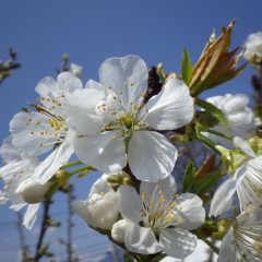 サクランボの花が満開になりました