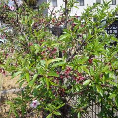 アーモンドは花が散り若葉がこんなに茂っています