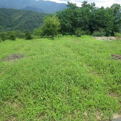 再び雑草だらけになってしまったカモマイル・ジャーマン畑の二回目の草刈り作業開始