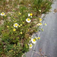 一部の株は花を咲かせ始めまています