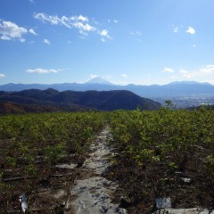 朝から冷たい風が吹き荒れる農場