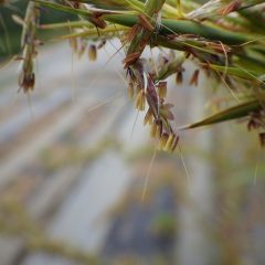 雄蕊が風に揺られて花粉を撒いています