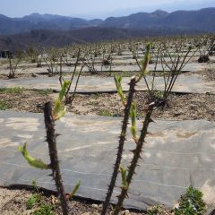 ローズの芽も日毎に伸びて農場も薄っすらと緑色