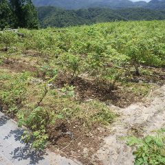 畑が少し乾いて来たので除草作業再開
