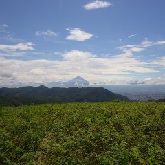 ローズ畑に青空と富士山が戻って来ました