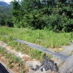 こちらの畑も雑草に覆われています