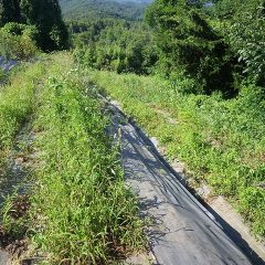 腰くらいの高さまで伸びてしまった雑草