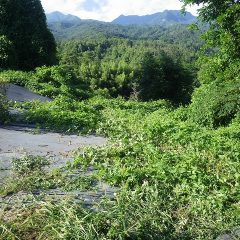 叢から押し寄せるクズが防草シートの上に蔓延ってしまいました
