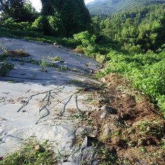 蔓延したクズを畑の際まで刈り取って片付けました