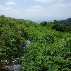 ローズ畑の周囲は耕作放棄地からの雑草が押し寄せて来てローズが巻き込まれそうになっています